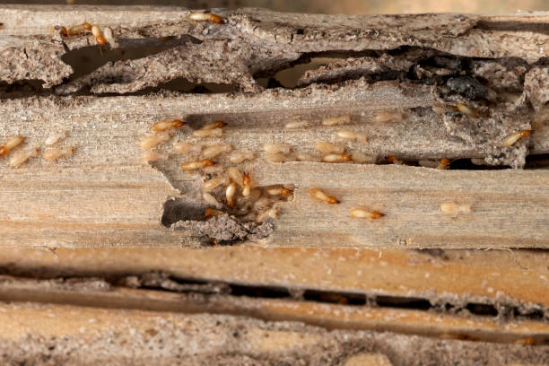 Wasp Removal Services in Atmore, AL